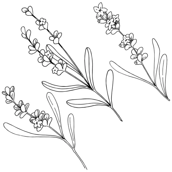 分離ベクトル スタイルでラベンダーの花 植物の完全な名前 ラベンダー テクスチャ ラッパー パターン 枠や図面枠のベクターの花 — ストックベクタ