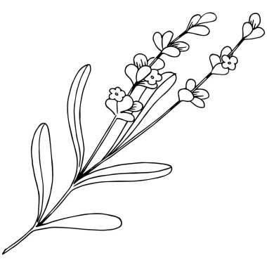 Lavanta çiçeği izole bir vektör tarzı. Bitki tam adı: lavanta. Arka plan, doku, sarıcı desen, çerçeve veya kenarlık için vektör çiçek.