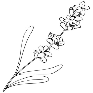 Lavanta çiçeği izole bir vektör tarzı. Bitki tam adı: lavanta. Arka plan, doku, sarıcı desen, çerçeve veya kenarlık için vektör çiçek.