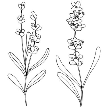 Lavanta çiçeği izole bir vektör tarzı. Bitki tam adı: lavanta. Arka plan, doku, sarıcı desen, çerçeve veya kenarlık için vektör çiçek.