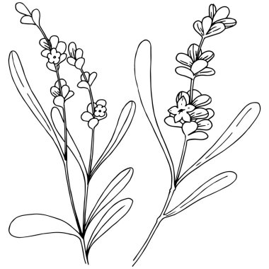 Lavanta çiçeği izole bir vektör tarzı. Bitki tam adı: lavanta. Arka plan, doku, sarıcı desen, çerçeve veya kenarlık için vektör çiçek.