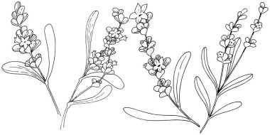 Lavanta çiçeği izole bir vektör tarzı. Bitki tam adı: lavanta. Arka plan, doku, sarıcı desen, çerçeve veya kenarlık için vektör çiçek.