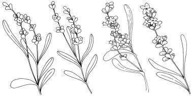 Lavanta çiçeği izole bir vektör tarzı. Bitki tam adı: lavanta. Arka plan, doku, sarıcı desen, çerçeve veya kenarlık için vektör çiçek.