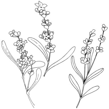 Lavanta çiçeği izole bir vektör tarzı. Bitki tam adı: lavanta. Arka plan, doku, sarıcı desen, çerçeve veya kenarlık için vektör çiçek.