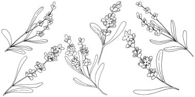 Lavanta çiçeği izole bir vektör tarzı. Bitki tam adı: lavanta. Arka plan, doku, sarıcı desen, çerçeve veya kenarlık için vektör çiçek.