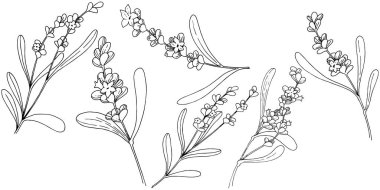 Lavanta çiçeği izole bir vektör tarzı. Bitki tam adı: lavanta. Arka plan, doku, sarıcı desen, çerçeve veya kenarlık için vektör çiçek.