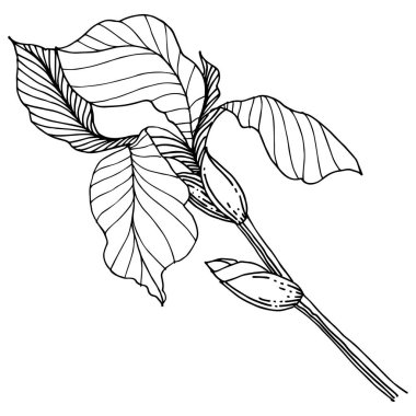 Kır çiçeği süsen izole bir vektör tarzı. Bitki tam adı: iris. Arka plan, doku, sarıcı desen, çerçeve veya kenarlık için vektör çiçek.