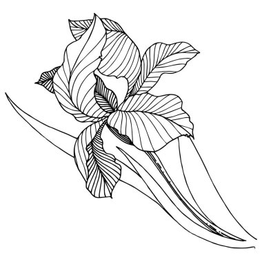 Kır çiçeği süsen izole bir vektör tarzı. Bitki tam adı: iris. Arka plan, doku, sarıcı desen, çerçeve veya kenarlık için vektör çiçek.