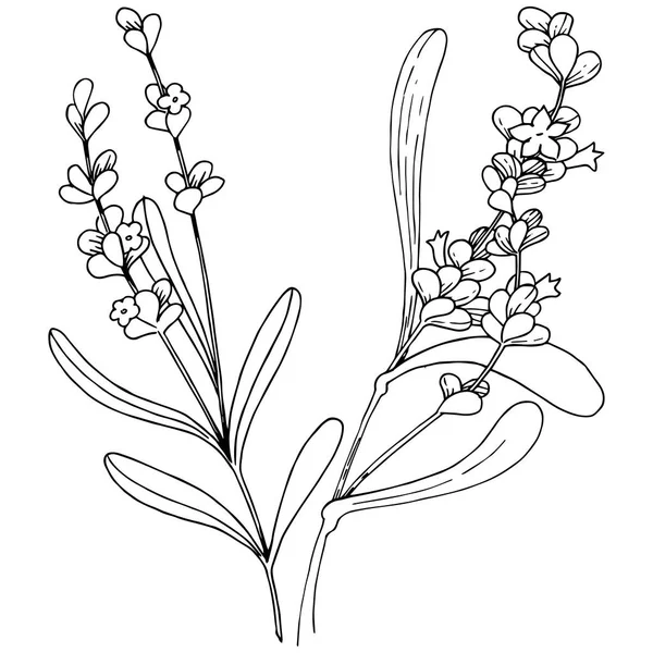 薰衣草花在矢量样式隔绝 植物全名 薰衣草 包装图案 框架或边框的矢量花 — 图库矢量图片