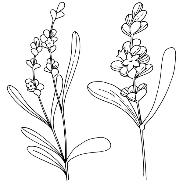 Λουλούδι Λεβάντα Ένα Στυλ Διάνυσμα Απομονωμένη Πλήρης Ονομασία Του Φυτού — Διανυσματικό Αρχείο