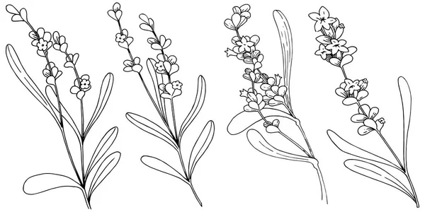 薰衣草花在矢量样式隔绝 植物全名 薰衣草 包装图案 框架或边框的矢量花 — 图库矢量图片