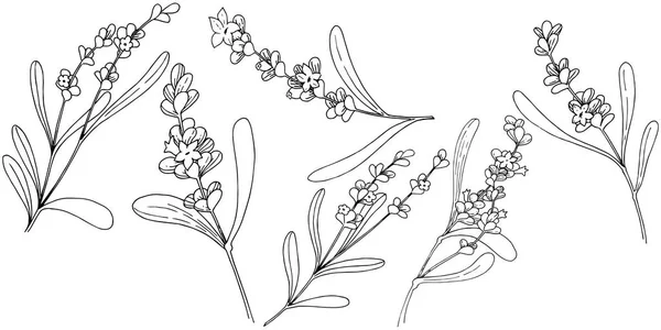 스타일에 라벤더 꽃입니다 식물의 라벤더 프레임 테두리에 — 스톡 벡터