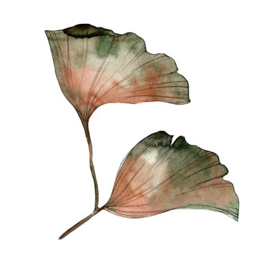 Ginkgo yaprağı. Yaprak bitki botanik bahçe çiçek yaprakları. İzole illüstrasyon öğesi. Aquarelle yaprak için arka plan, doku, sarıcı desen, çerçeve veya kenarlık.