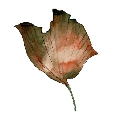 Ginkgo yaprağı. Yaprak bitki botanik bahçe çiçek yaprakları. İzole illüstrasyon öğesi. Aquarelle yaprak için arka plan, doku, sarıcı desen, çerçeve veya kenarlık.