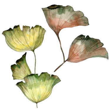 Ginkgo yaprağı. Yaprak bitki botanik bahçe çiçek yaprakları. İzole illüstrasyon öğesi. Aquarelle yaprak için arka plan, doku, sarıcı desen, çerçeve veya kenarlık.