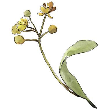 Yeşil ıhlamur yaprağı. Yaprak bitki botanik bahçe çiçek yaprakları. İzole illüstrasyon öğesi. Aquarelle yaprak için arka plan, doku, sarıcı desen, çerçeve veya kenarlık.