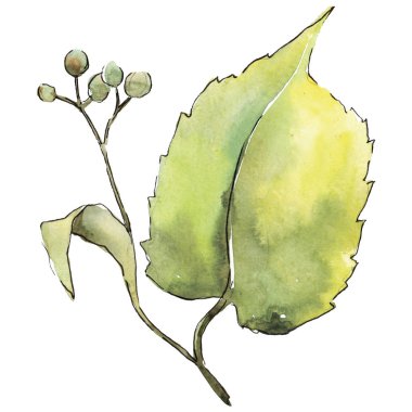 Yeşil ıhlamur yaprağı. Yaprak bitki botanik bahçe çiçek yaprakları. İzole illüstrasyon öğesi. Aquarelle yaprak için arka plan, doku, sarıcı desen, çerçeve veya kenarlık.