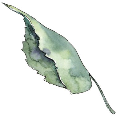 Yeşil ıhlamur yaprağı. Yaprak bitki botanik bahçe çiçek yaprakları. İzole illüstrasyon öğesi. Aquarelle yaprak için arka plan, doku, sarıcı desen, çerçeve veya kenarlık.