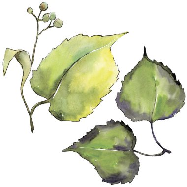 Yeşil ıhlamur yaprağı. Yaprak bitki botanik bahçe çiçek yaprakları. İzole illüstrasyon öğesi. Aquarelle yaprak için arka plan, doku, sarıcı desen, çerçeve veya kenarlık.