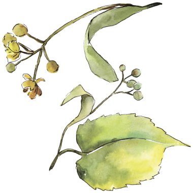 Yeşil ıhlamur yaprağı. Yaprak bitki botanik bahçe çiçek yaprakları. İzole illüstrasyon öğesi. Aquarelle yaprak için arka plan, doku, sarıcı desen, çerçeve veya kenarlık.