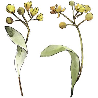 Yeşil ıhlamur yaprağı. Yaprak bitki botanik bahçe çiçek yaprakları. İzole illüstrasyon öğesi. Aquarelle yaprak için arka plan, doku, sarıcı desen, çerçeve veya kenarlık.