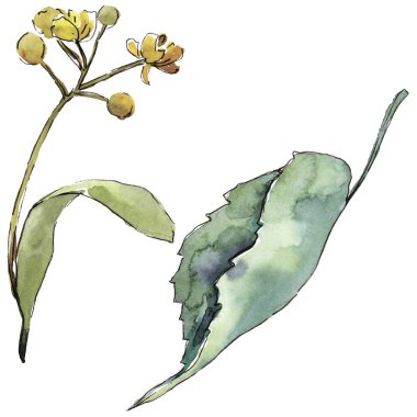 Yeşil ıhlamur yaprağı. Yaprak bitki botanik bahçe çiçek yaprakları. İzole illüstrasyon öğesi. Aquarelle yaprak için arka plan, doku, sarıcı desen, çerçeve veya kenarlık.