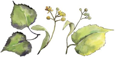 Yeşil ıhlamur yaprağı. Yaprak bitki botanik bahçe çiçek yaprakları. İzole illüstrasyon öğesi. Aquarelle yaprak için arka plan, doku, sarıcı desen, çerçeve veya kenarlık.