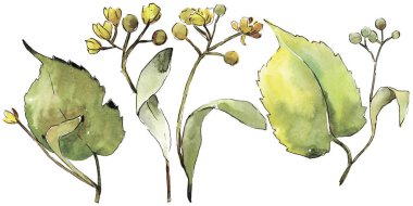 Yeşil ıhlamur yaprağı. Yaprak bitki botanik bahçe çiçek yaprakları. İzole illüstrasyon öğesi. Aquarelle yaprak için arka plan, doku, sarıcı desen, çerçeve veya kenarlık.