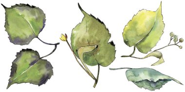 Yeşil ıhlamur yaprağı. Yaprak bitki botanik bahçe çiçek yaprakları. İzole illüstrasyon öğesi. Aquarelle yaprak için arka plan, doku, sarıcı desen, çerçeve veya kenarlık.