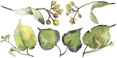 Yeşil ıhlamur yaprağı. Yaprak bitki botanik bahçe çiçek yaprakları. İzole illüstrasyon öğesi. Aquarelle yaprak için arka plan, doku, sarıcı desen, çerçeve veya kenarlık.