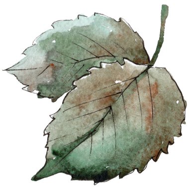 İhale pembe gül. Botanik çiçek. İzole illüstrasyon öğesi. Arka plan, doku, sarıcı desen, çerçeve veya kenarlık için Aquarelle kır çiçeği.