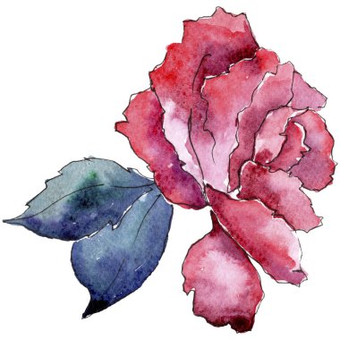 İhale pembe gül. Botanik çiçek. İzole illüstrasyon öğesi. Arka plan, doku, sarıcı desen, çerçeve veya kenarlık için Aquarelle kır çiçeği.