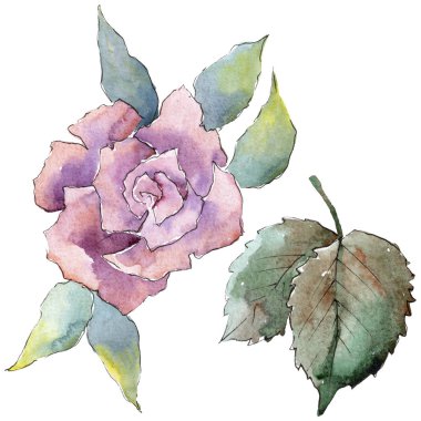 İhale pembe gül. Botanik çiçek. İzole illüstrasyon öğesi. Arka plan, doku, sarıcı desen, çerçeve veya kenarlık için Aquarelle kır çiçeği.