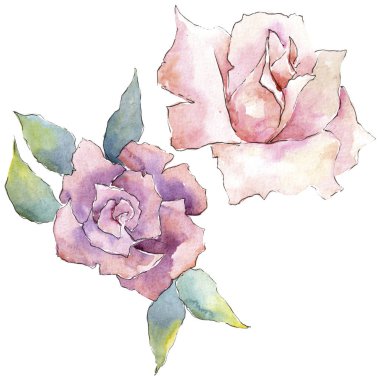 İhale pembe gül. Botanik çiçek. İzole illüstrasyon öğesi. Arka plan, doku, sarıcı desen, çerçeve veya kenarlık için Aquarelle kır çiçeği.