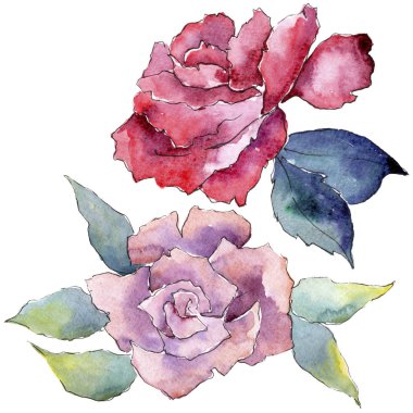 İhale pembe gül. Botanik çiçek. İzole illüstrasyon öğesi. Arka plan, doku, sarıcı desen, çerçeve veya kenarlık için Aquarelle kır çiçeği.