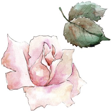 İhale pembe gül. Botanik çiçek. İzole illüstrasyon öğesi. Arka plan, doku, sarıcı desen, çerçeve veya kenarlık için Aquarelle kır çiçeği.