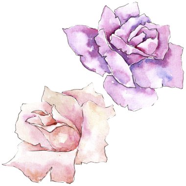 İhale pembe gül. Botanik çiçek. İzole illüstrasyon öğesi. Arka plan, doku, sarıcı desen, çerçeve veya kenarlık için Aquarelle kır çiçeği.