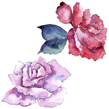 İhale pembe gül. Botanik çiçek. İzole illüstrasyon öğesi. Arka plan, doku, sarıcı desen, çerçeve veya kenarlık için Aquarelle kır çiçeği.