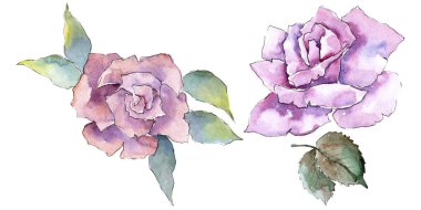 İhale pembe gül. Botanik çiçek. İzole illüstrasyon öğesi. Arka plan, doku, sarıcı desen, çerçeve veya kenarlık için Aquarelle kır çiçeği.