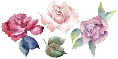 İhale pembe gül. Botanik çiçek. İzole illüstrasyon öğesi. Arka plan, doku, sarıcı desen, çerçeve veya kenarlık için Aquarelle kır çiçeği.