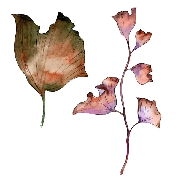Ginkgoblatt Blattpflanze Botanischer Garten Florales Laub Isoliertes Illustrationselement Aquarellblatt Für — Stockfoto