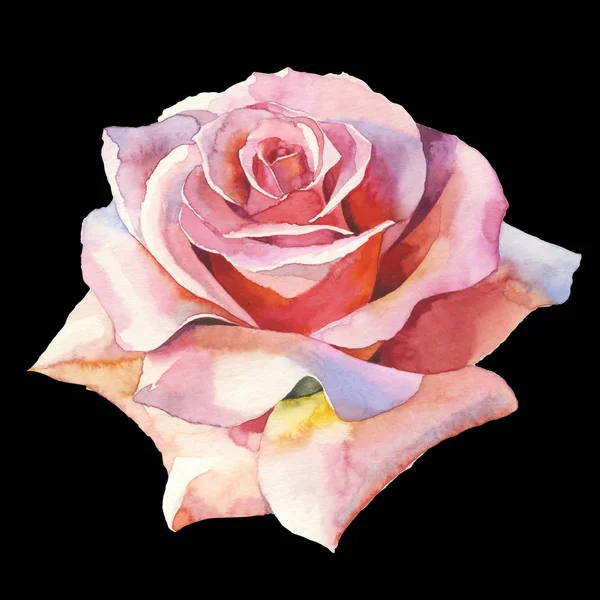 Różowa Róża Realistyczne Botaniczny Kwiat Kwiatowy Wiosna Dzikiego Wildflower Liść — Zdjęcie stockowe
