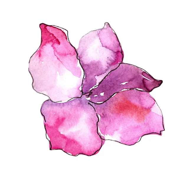 Розовая Гардения Цветочный Ботанический Цветок Дикий Весенний Цветок Изолирован Aquarelle — стоковое фото