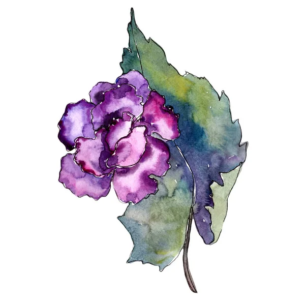 紫のクチナシ 花植物の花 野生春葉のワイルドフラワーが分離されました テクスチャ ラッパー パターン フレームや境界線の Aquarelle ワイルドフラワー — ストック写真