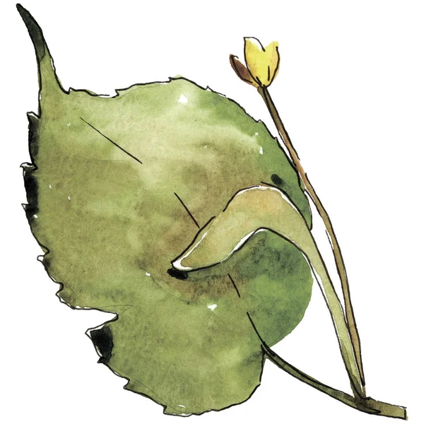 Liść Zielony Linden Liść Roślina Botaniczny Ogród Kwiatowy Liści Element — Zdjęcie stockowe