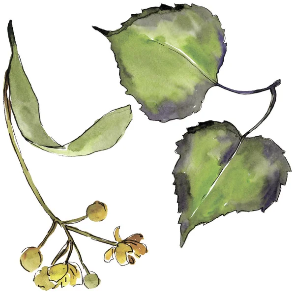 Zelený Lipový Listy Rostlin Botanická Zahrada Květinové Listy Izolované Ilustrace — Stock fotografie