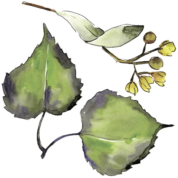 Gröna Linden Blad Leaf Växt Botaniska Trädgård Blommig Bladverk Isolerade — Stockfoto