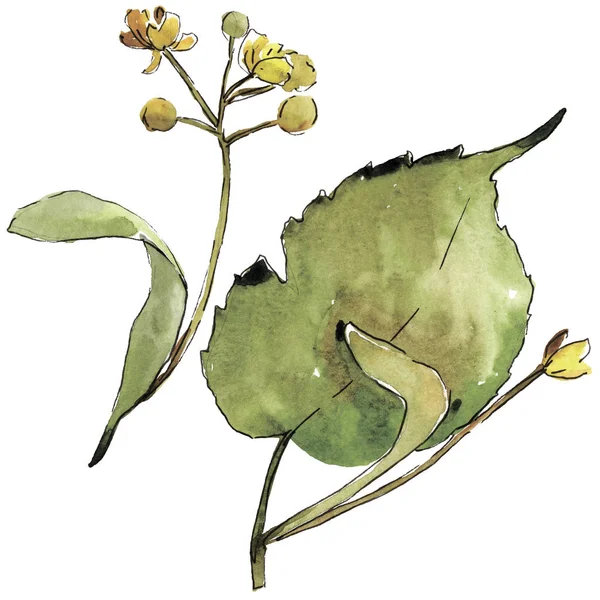 Zöld Hárslevelű Leveles Növény Botanikus Kert Virágos Lombozat Elszigetelt Ábra — Stock Fotó