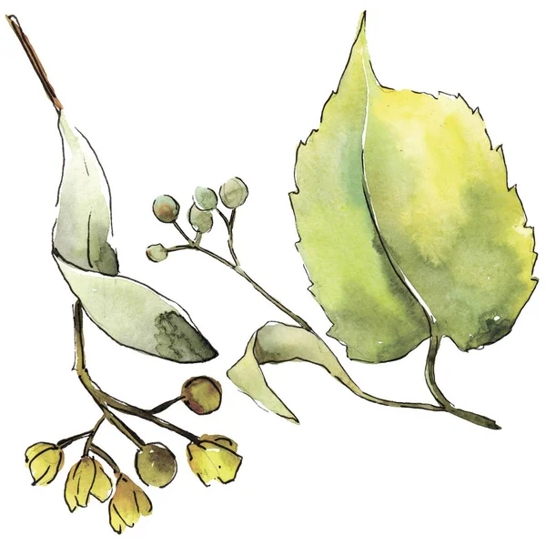 Zelený Lipový Listy Rostlin Botanická Zahrada Květinové Listy Izolované Ilustrace — Stock fotografie