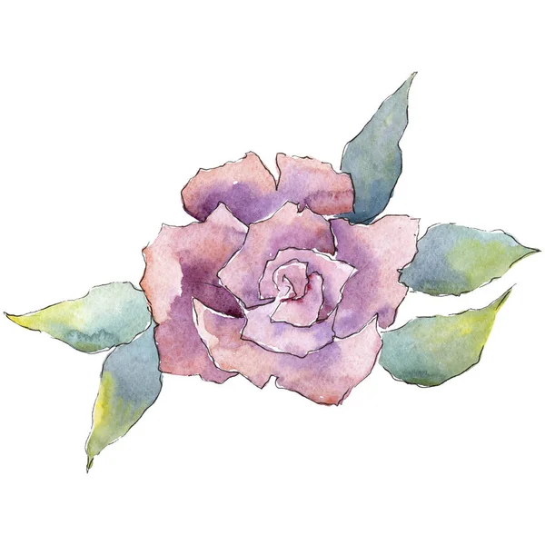 Rosas Cor Rosa Floral Flor Botânica Isolado Elemento Ilustração Aquarelle — Fotografia de Stock